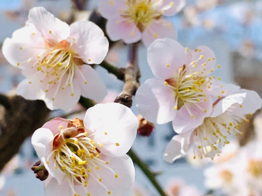 IMG_1048.jpg?type=w966