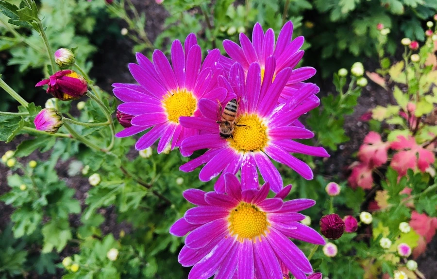 IMG_1819.jpg?type=w966