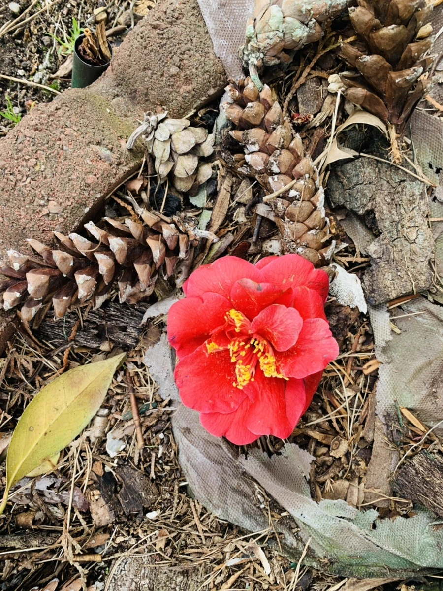 IMG_6615.jpg?type=w966