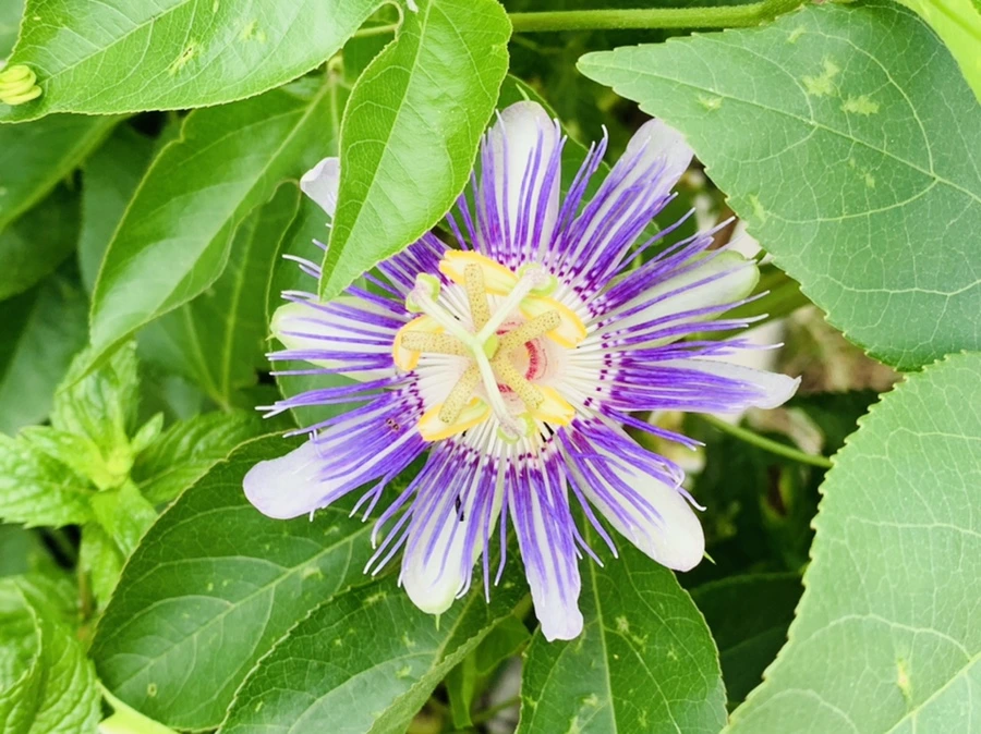 IMG_0677.jpg?type=w966