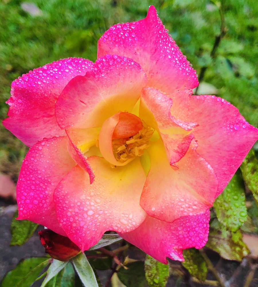 IMG_2160.jpg?type=w966