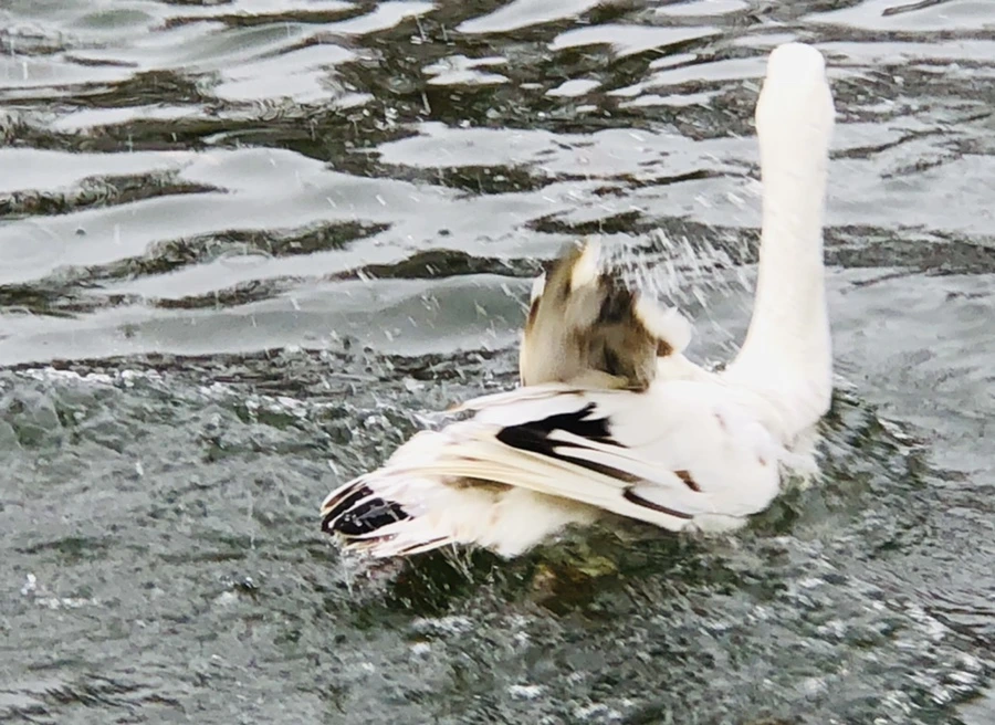 IMG_6128.jpg?type=w966