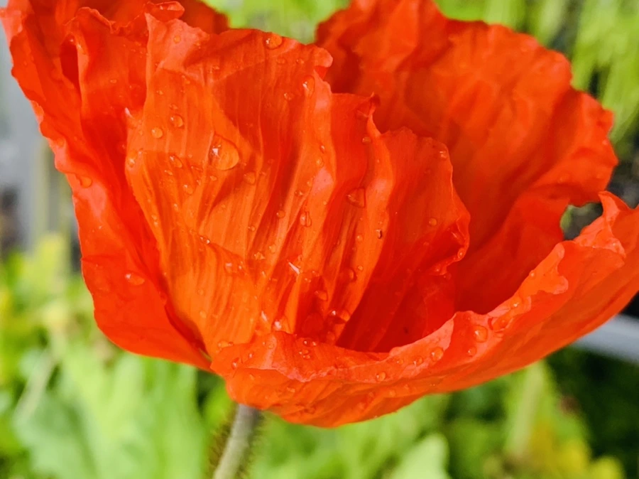 IMG_3985.jpg?type=w966