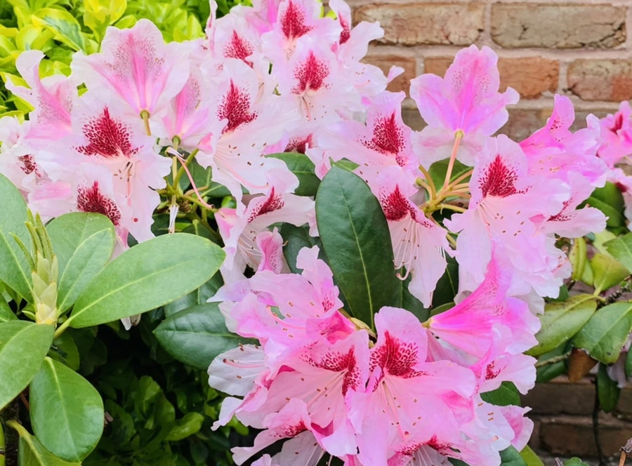 IMG_0682.jpg?type=w966