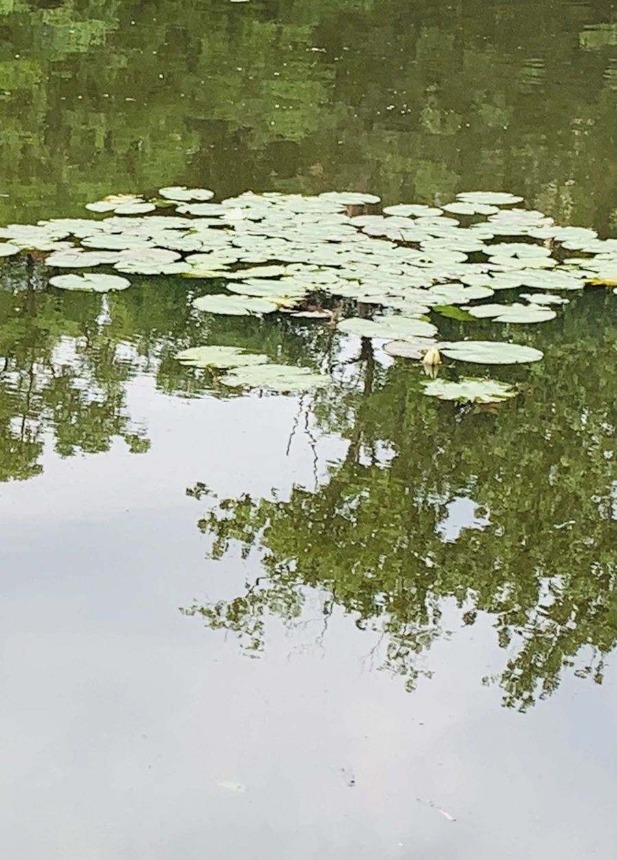 IMG_1556.jpg?type=w966