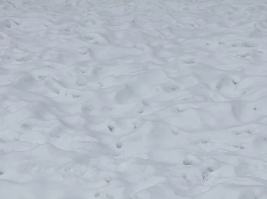 IMG_2335.jpg?type=w966