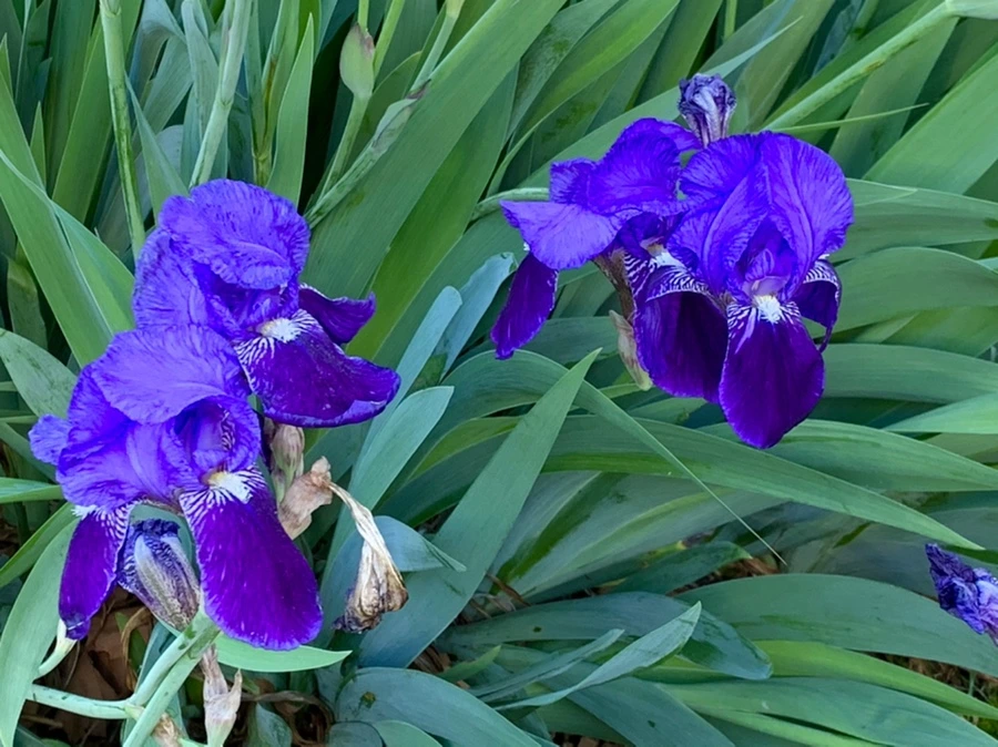 IMG_2155.jpg?type=w966