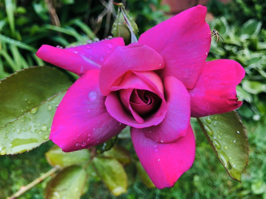 IMG_7541.jpg?type=w966