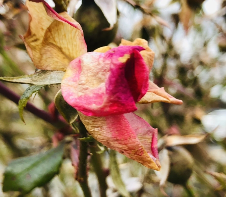 IMG_8785.jpg?type=w966