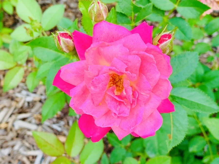 IMG_2681.jpg?type=w966