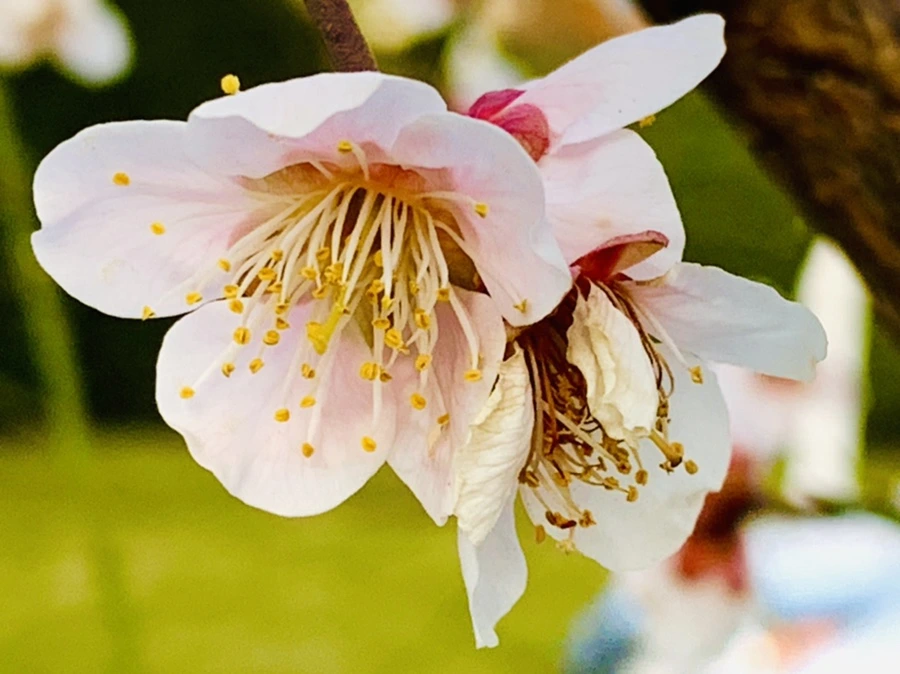 IMG_2781.jpg?type=w966