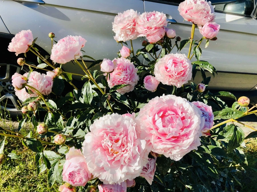 IMG_7811.jpg?type=w966