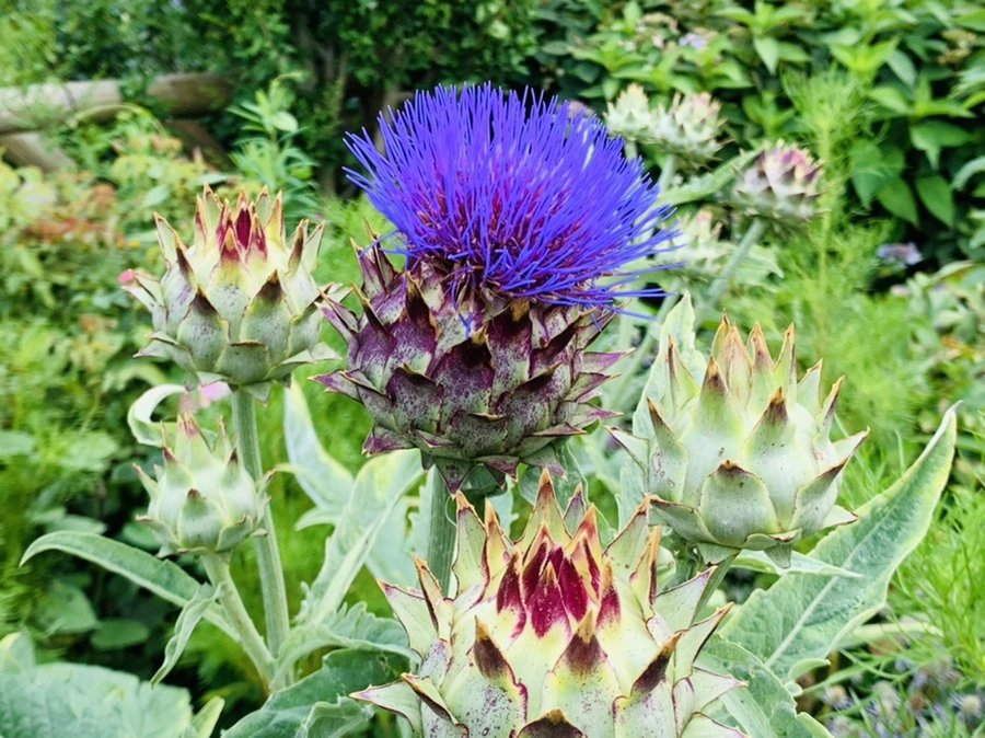 IMG_9394.jpg?type=w966