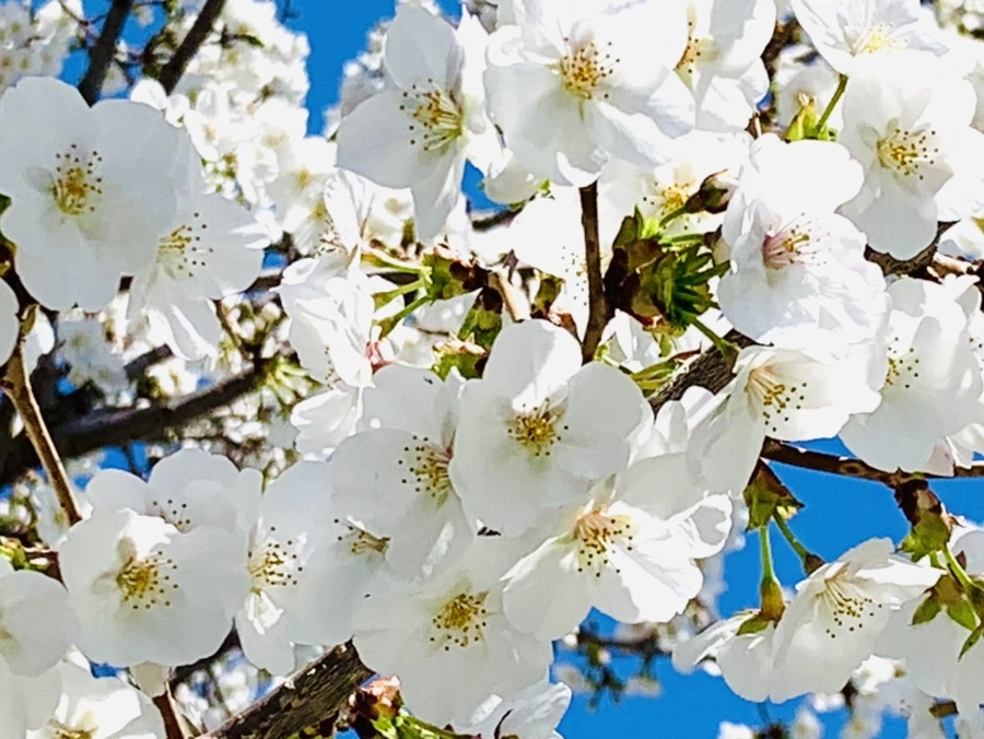 IMG_8395.jpg?type=w966