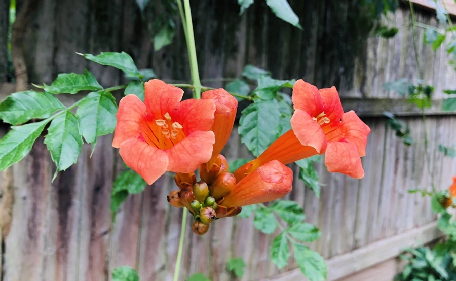 IMG_1198.jpg?type=w966