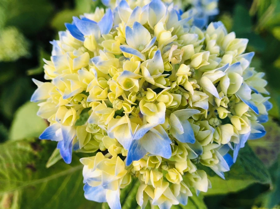 IMG_8456.jpg?type=w966