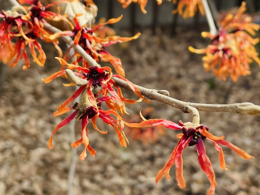 IMG_4158.jpg?type=w966