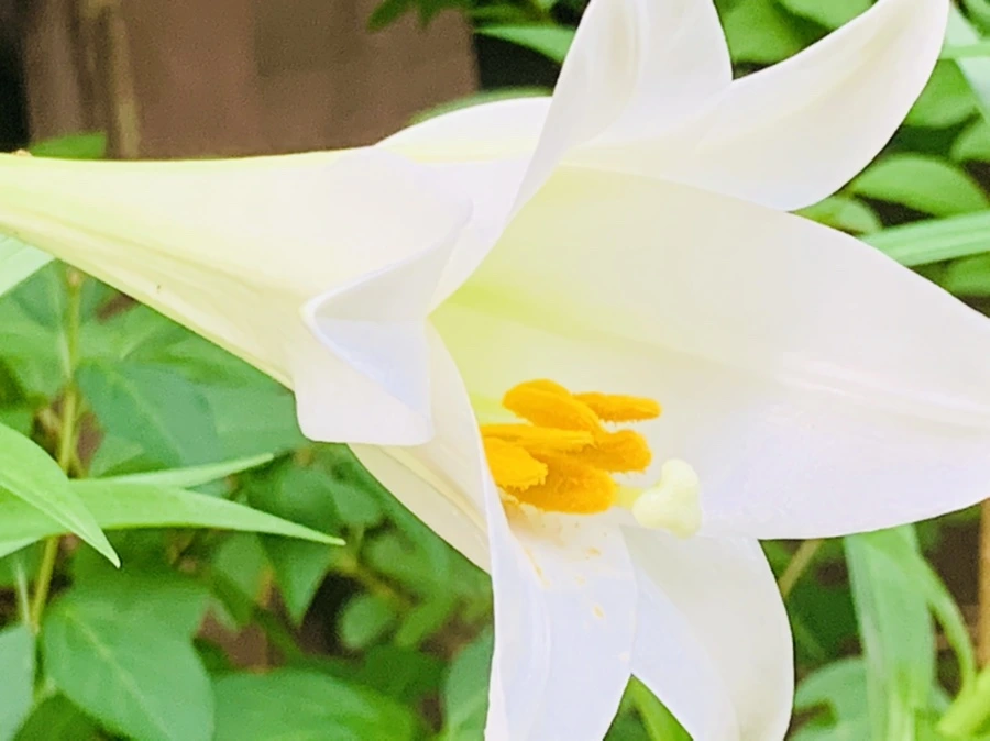 IMG_1026.jpg?type=w966