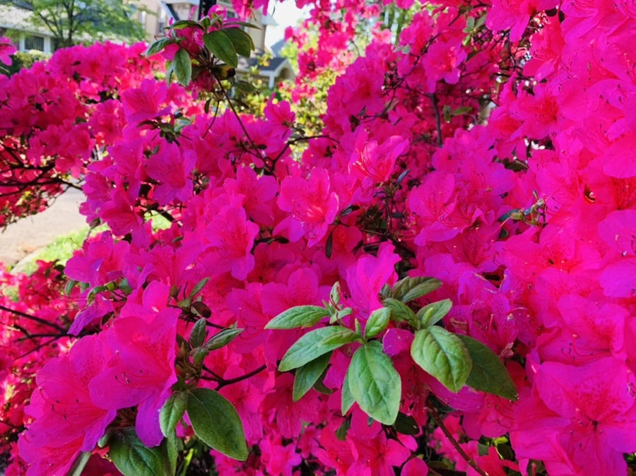 IMG_0618.jpg?type=w966