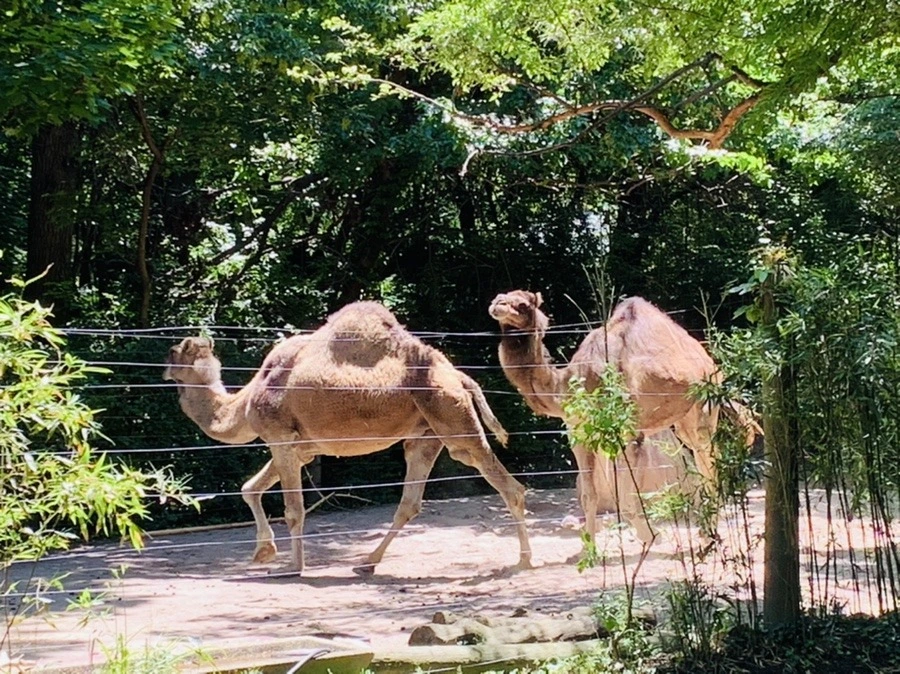 rb65yuw1XVWr1e2ZAwAG9WbMO9Y