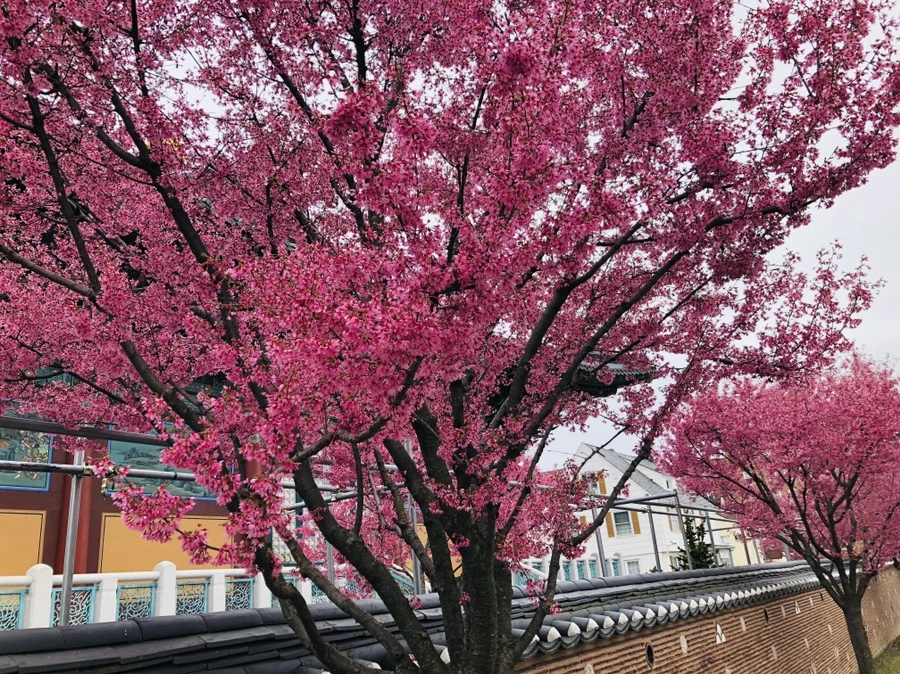 IMG_2622.jpg?type=w966