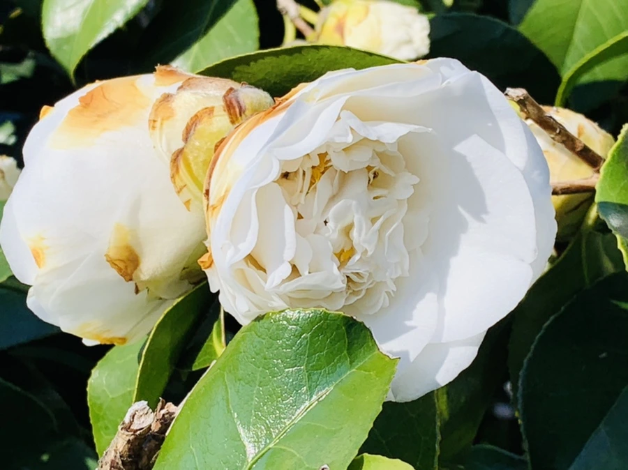 IMG_7532.jpg?type=w966