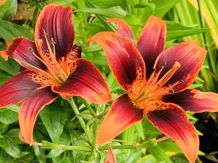 IMG_7287.jpg?type=w966