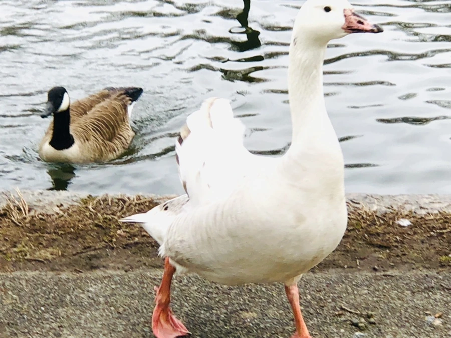 IMG_5805.jpg?type=w966