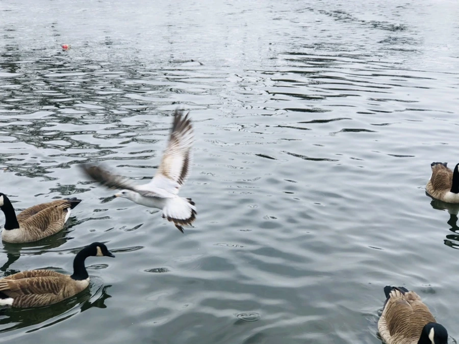 IMG_5823.jpg?type=w966