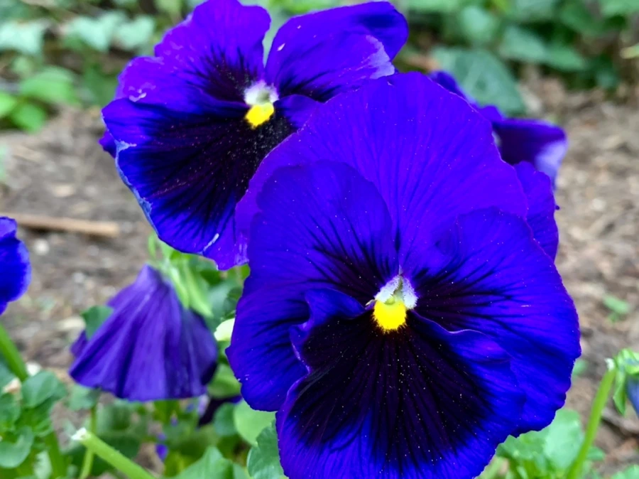 IMG_9036.jpg?type=w966