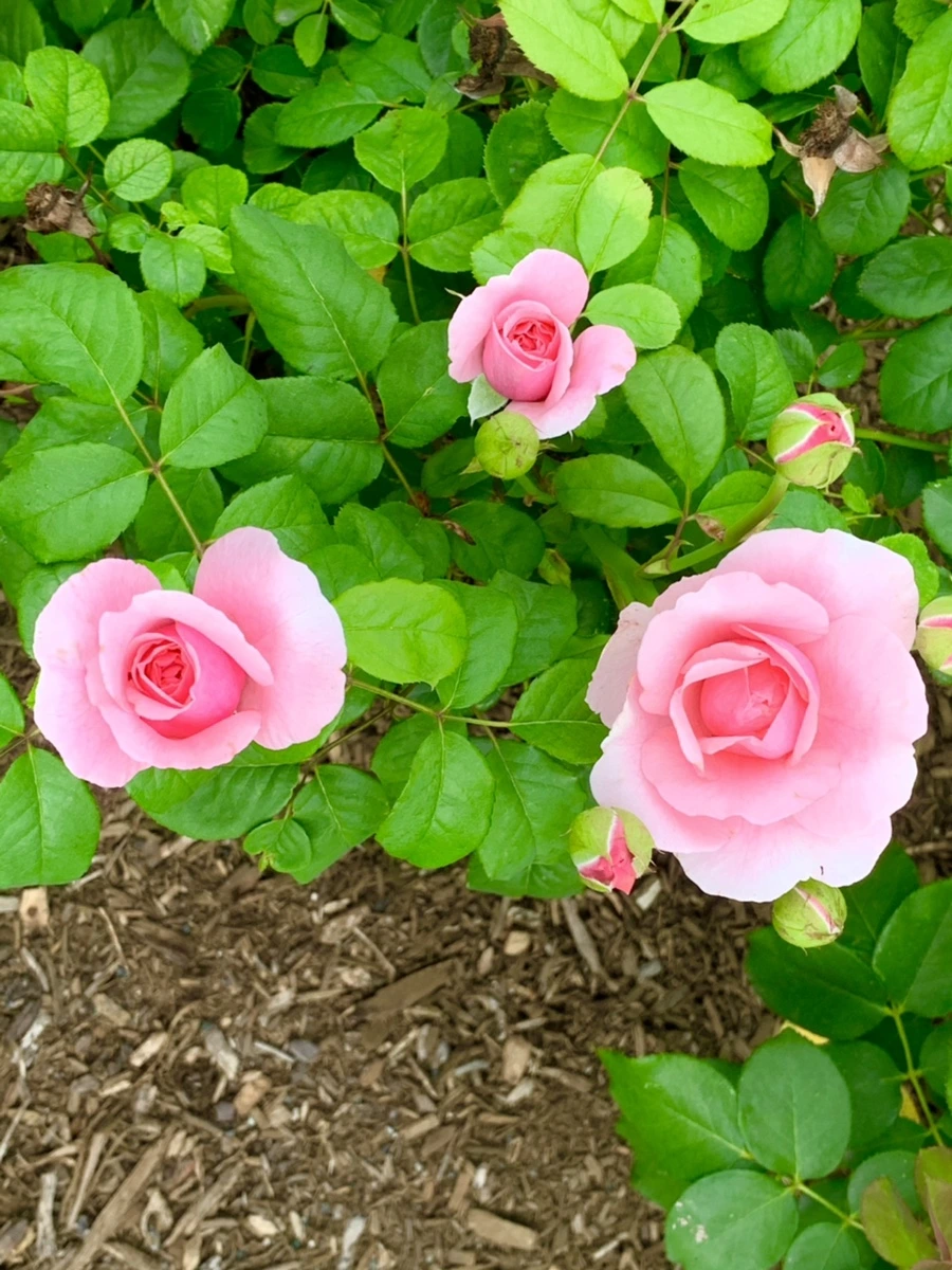 IMG_2678.jpg?type=w966