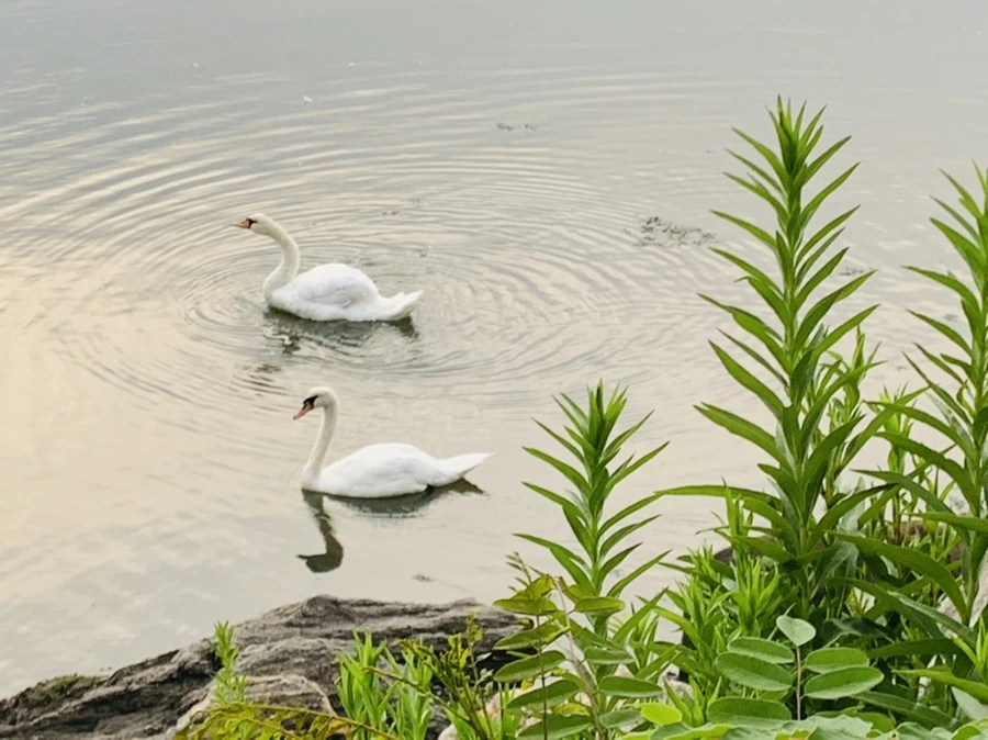 IMG_6401.jpg?type=w966