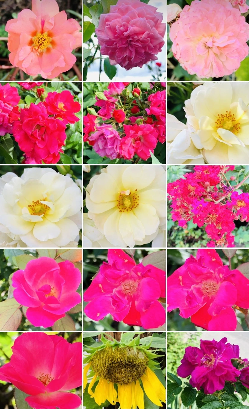 IMG_7343.jpg?type=w966