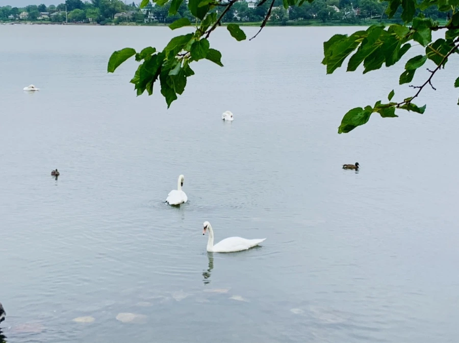 IMG_6976.jpg?type=w966