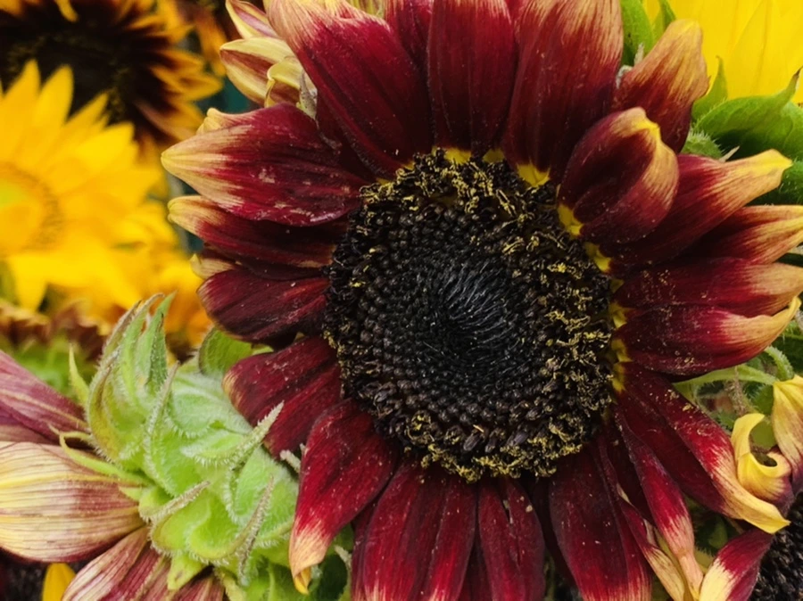 IMG_6614.jpg?type=w966