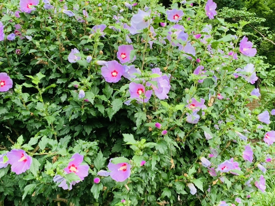 IMG_7999.jpg?type=w966