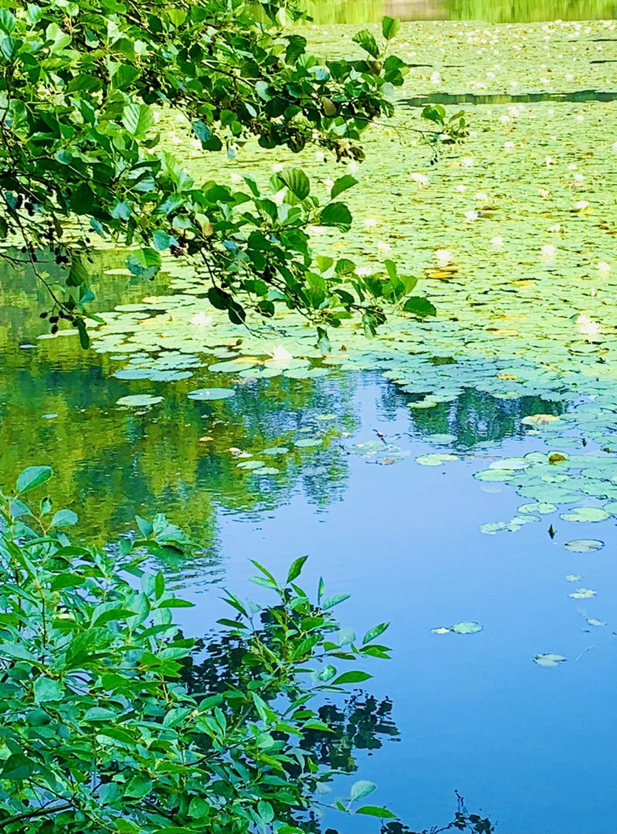 IMG_1157.jpg?type=w966