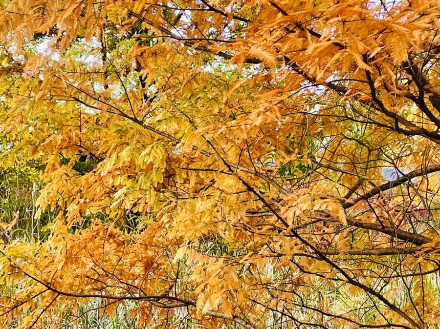 IMG_1821.jpg?type=w966