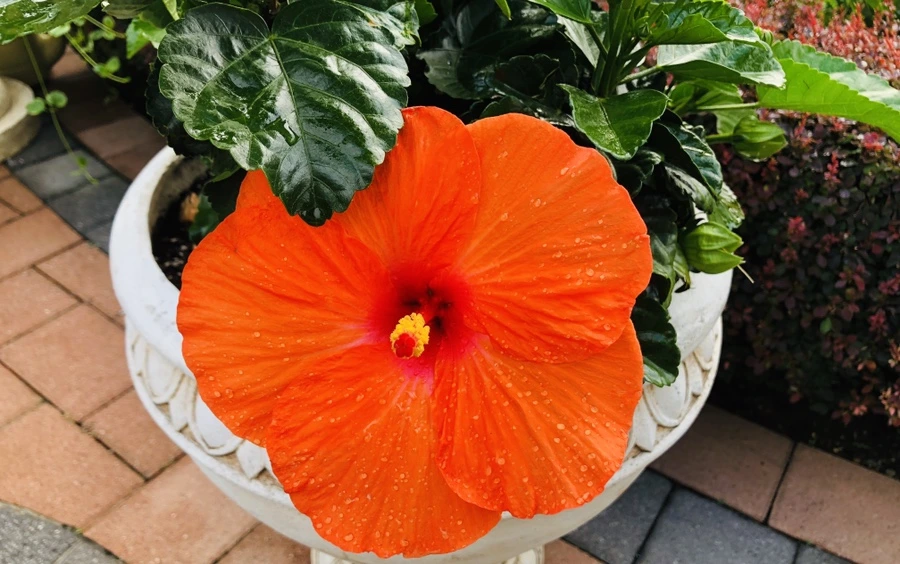 IMG_3455.jpg?type=w966