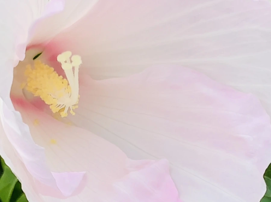 IMG_6047.jpg?type=w966