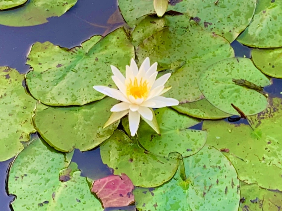 IMG_0781.jpg?type=w966