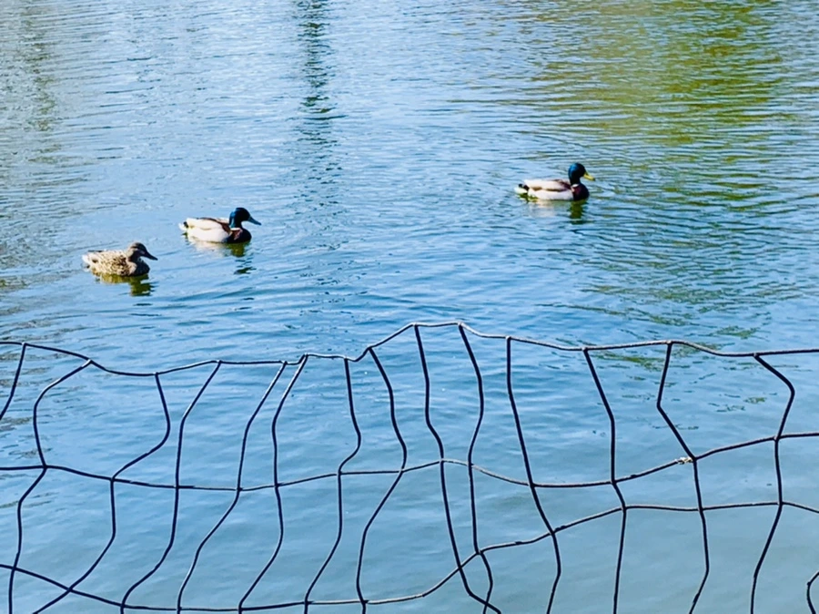 IMG_9832.jpg?type=w966