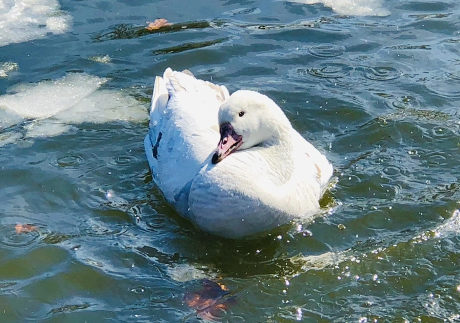 IMG_5348.jpg?type=w966