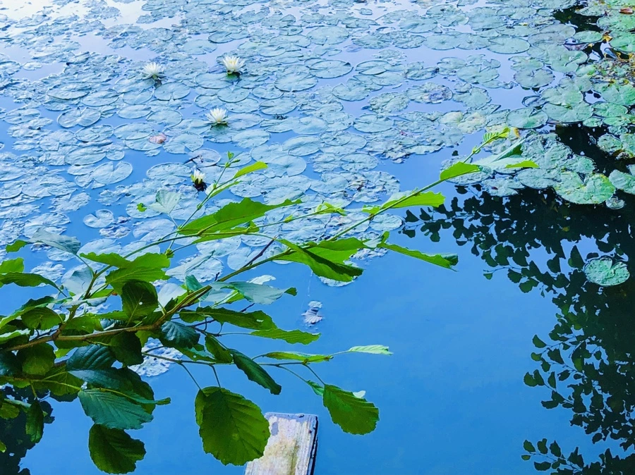 IMG_3782.jpg?type=w966