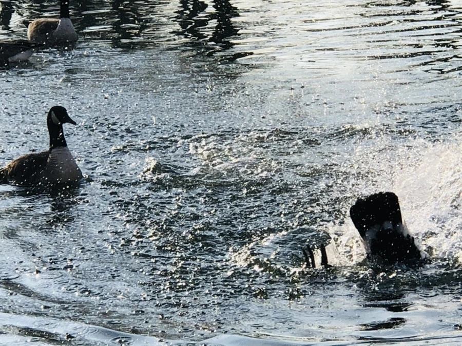 IMG_2794.jpg?type=w966