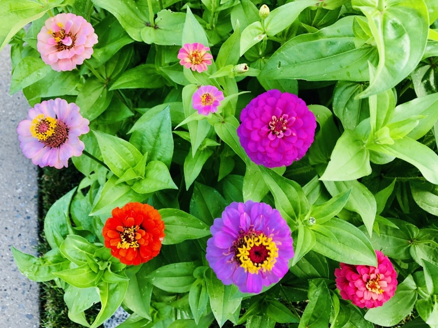 IMG_1613.jpg?type=w966