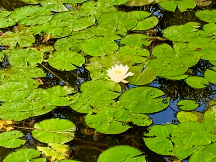 IMG_1043.jpg?type=w966