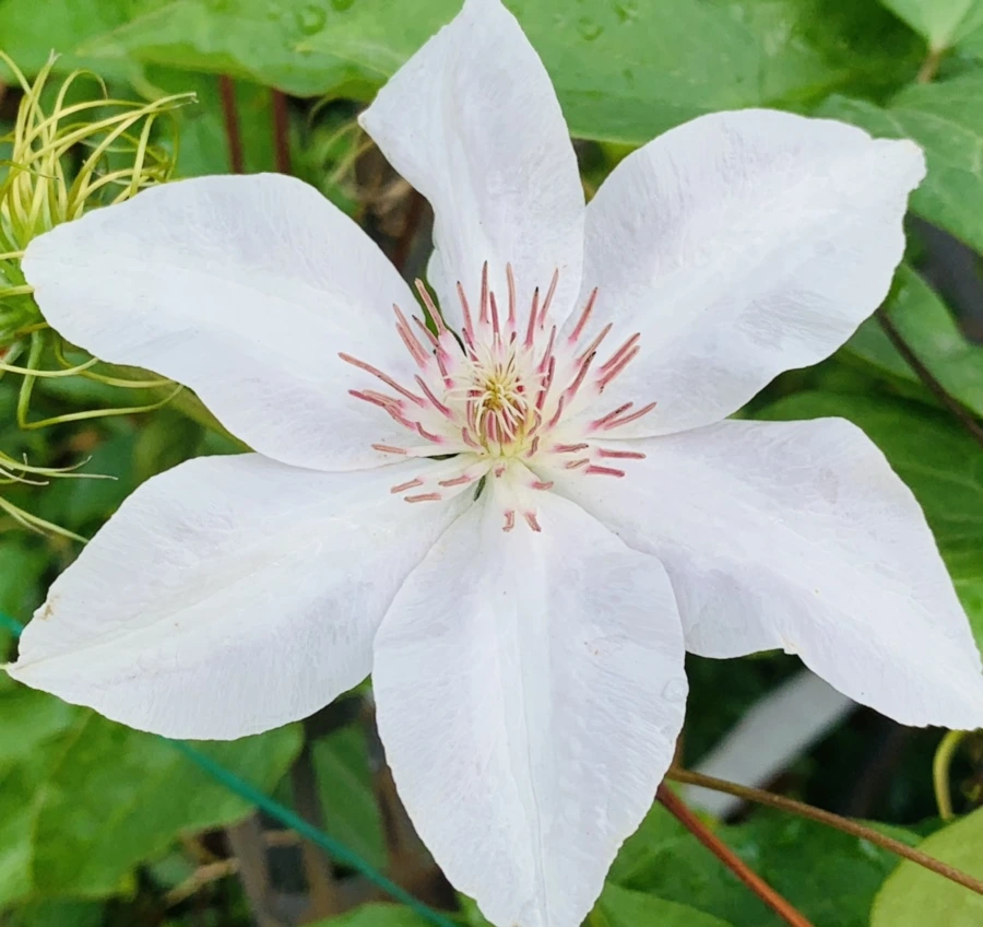 IMG_7330.jpg?type=w966