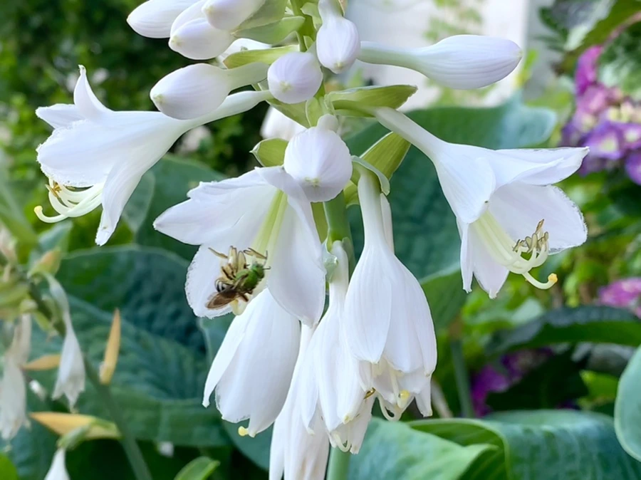 IMG_5309.jpg?type=w966