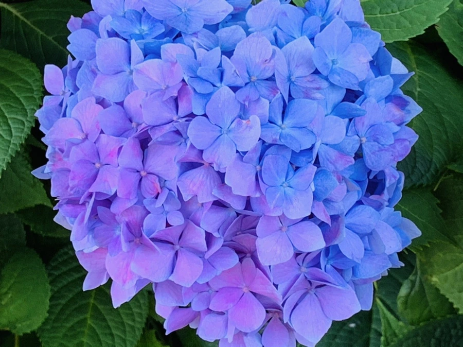 IMG_4790.jpg?type=w966